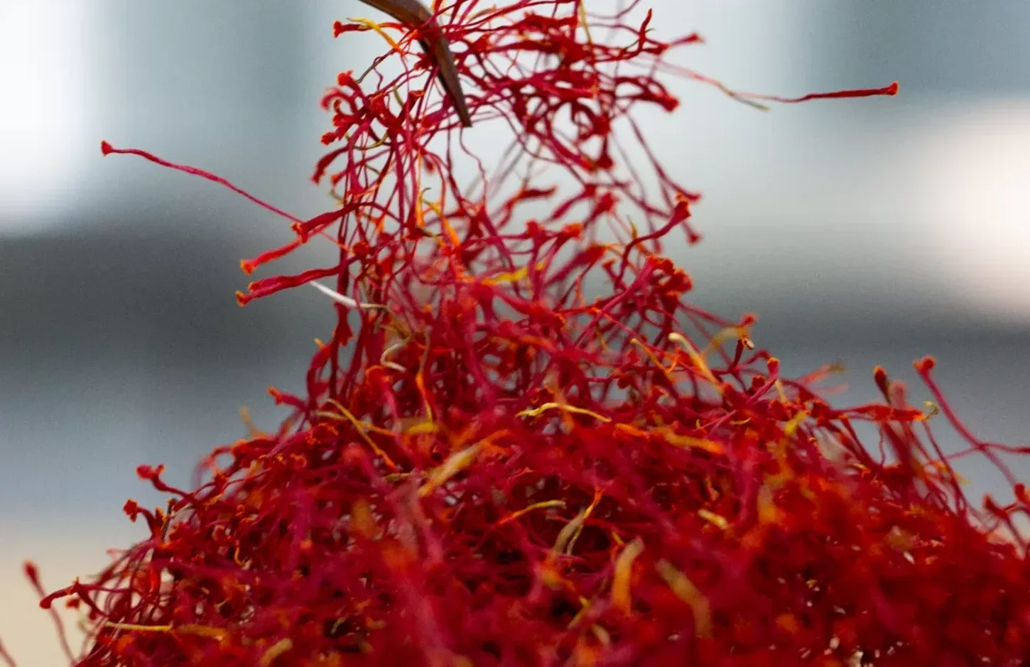 Saffron: the world's most expensive spice